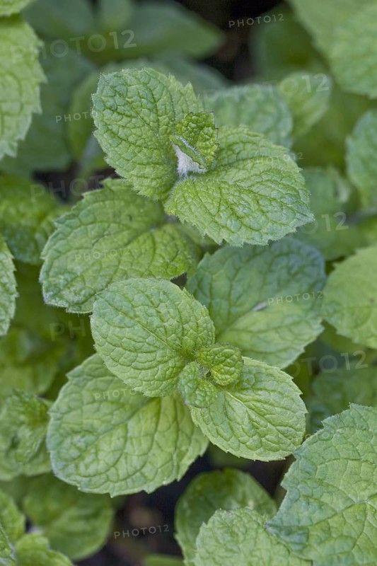 Apple mint