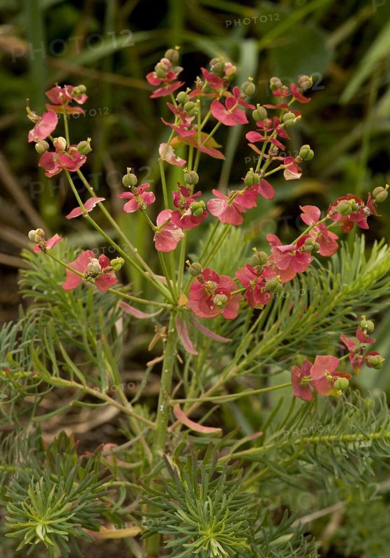 Cypress spurge