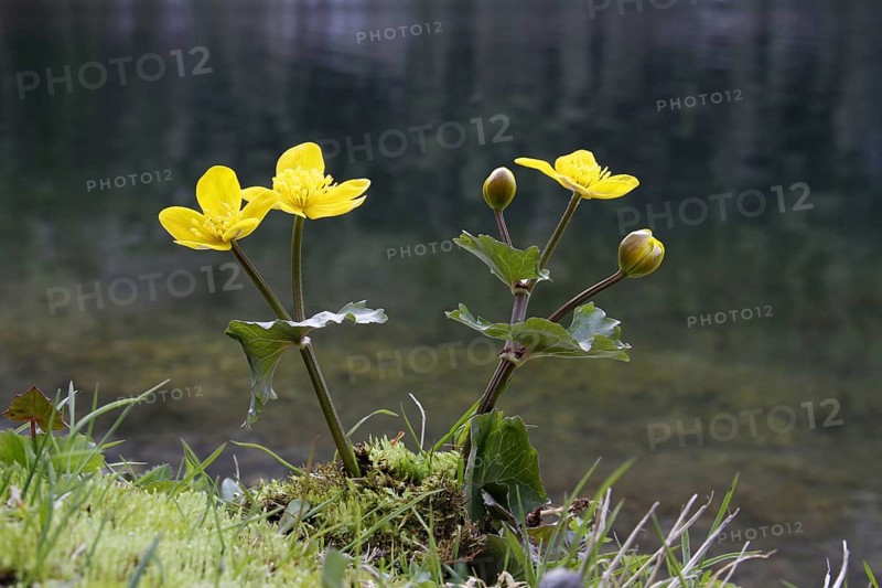 Marsh marigold