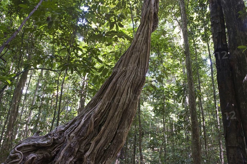 Stems of monkey ladder