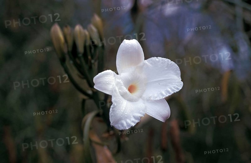 Leafless Vanilla Orchid