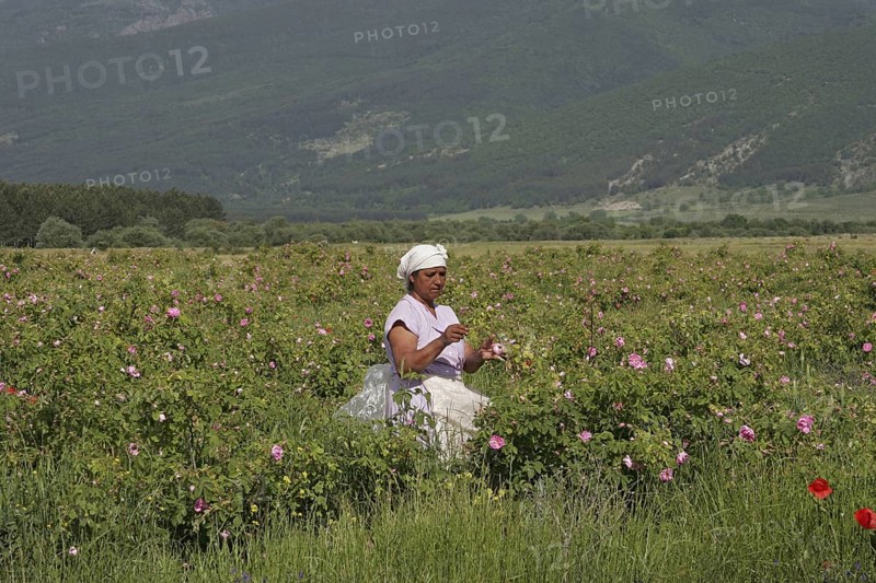 Farm worker harvesting crop of commercially grown Rose