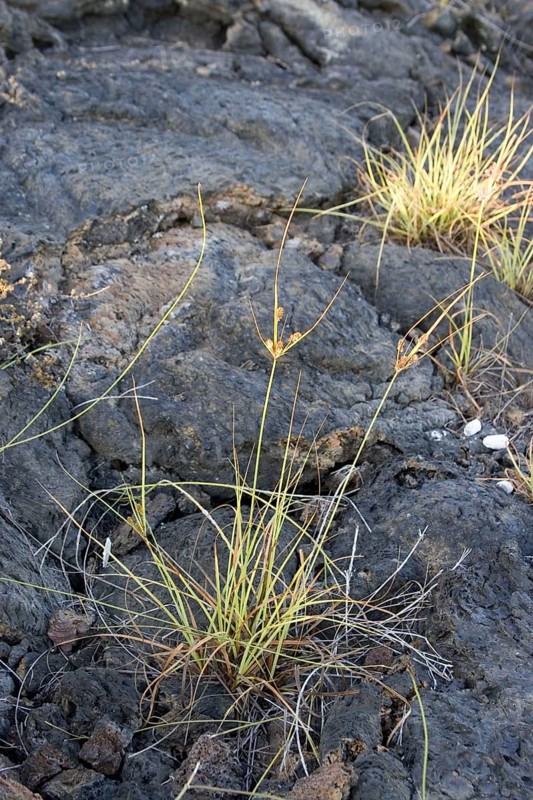 Cyprus grass