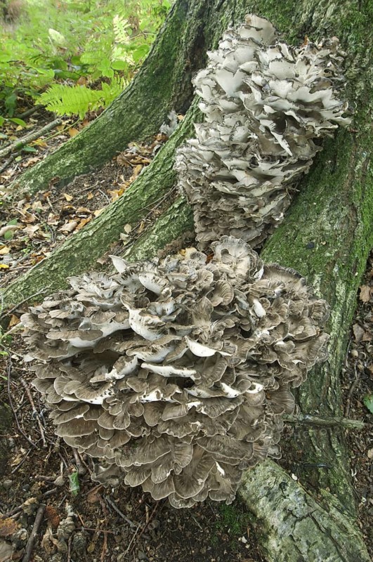 Maitake