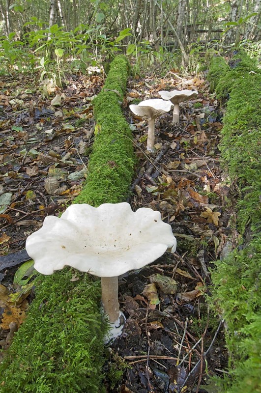 Funnel fruit bodies