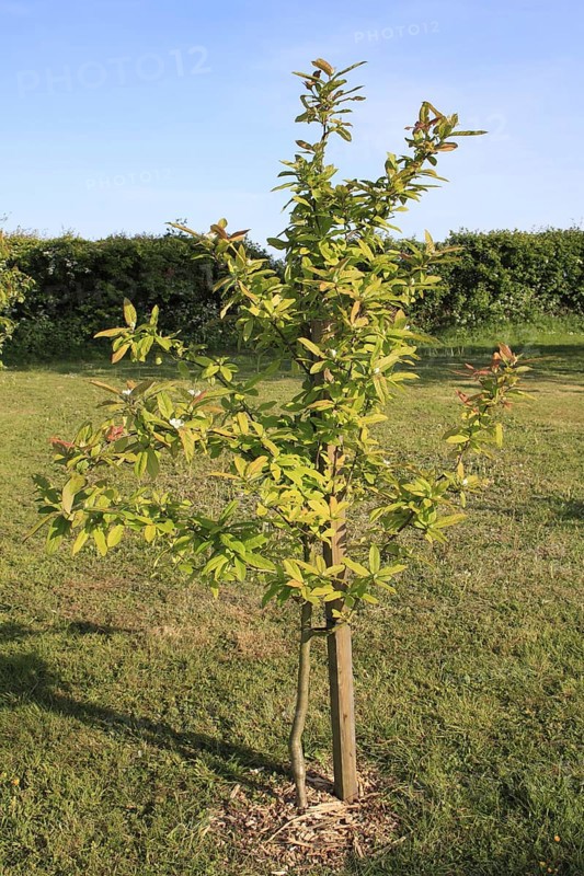 Medlar