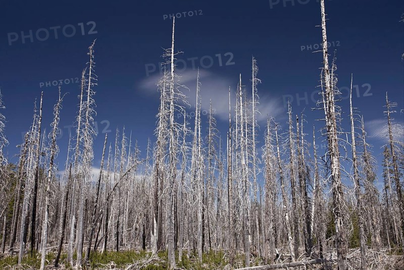 Lodgepole Pine