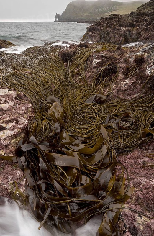 Seaweed in rockpool habitat at low tide