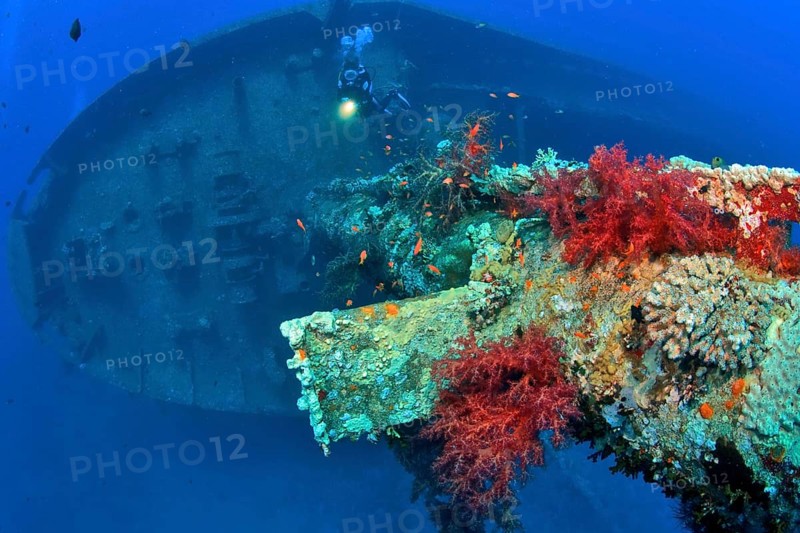 Divers and soft corals