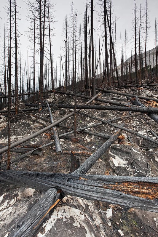 Charred logs burnt by forest fire