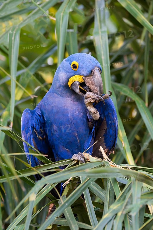 Hyacinth macaw