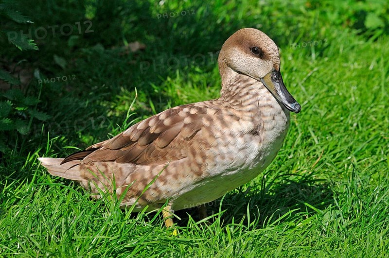 Marbled Duck