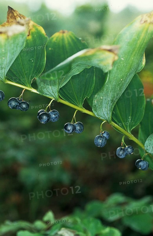 Solomon's seal