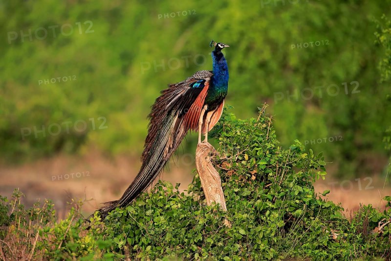 Indian peafowl