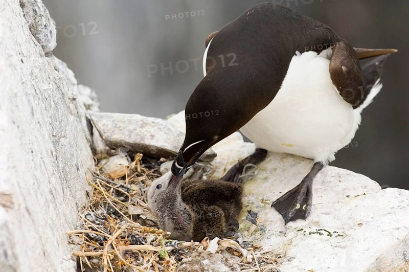 Razorbill