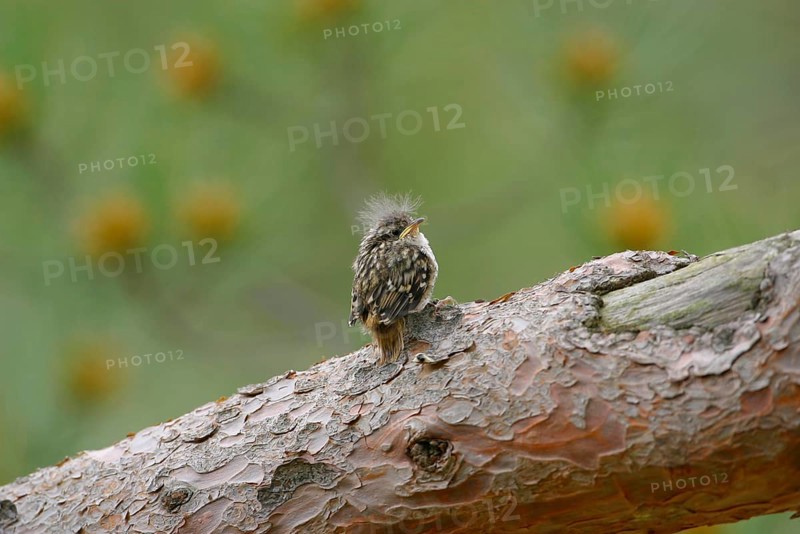 Short-toed treecreeper