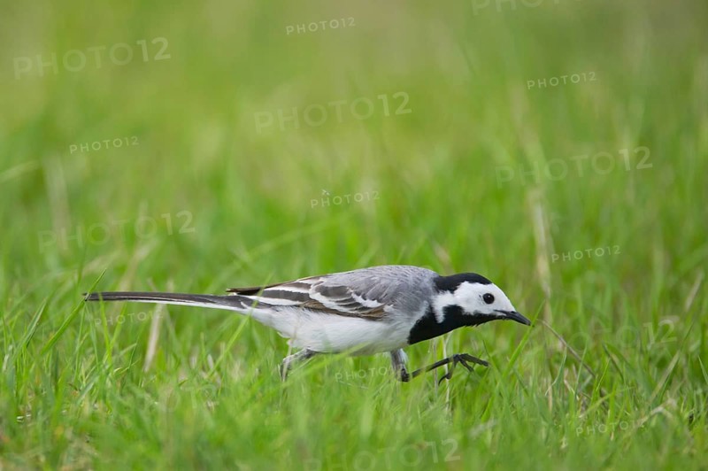 Pied Wagtail