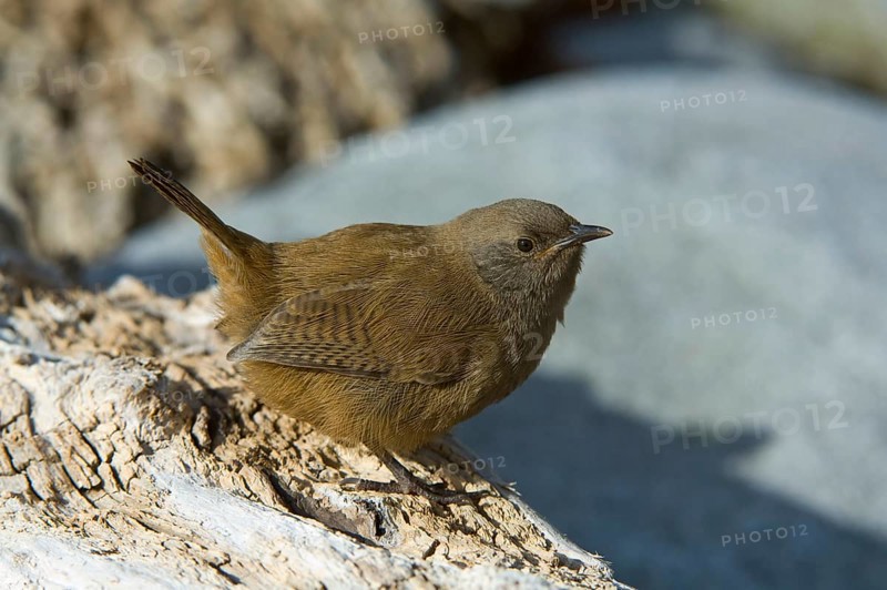 Cobb's wren