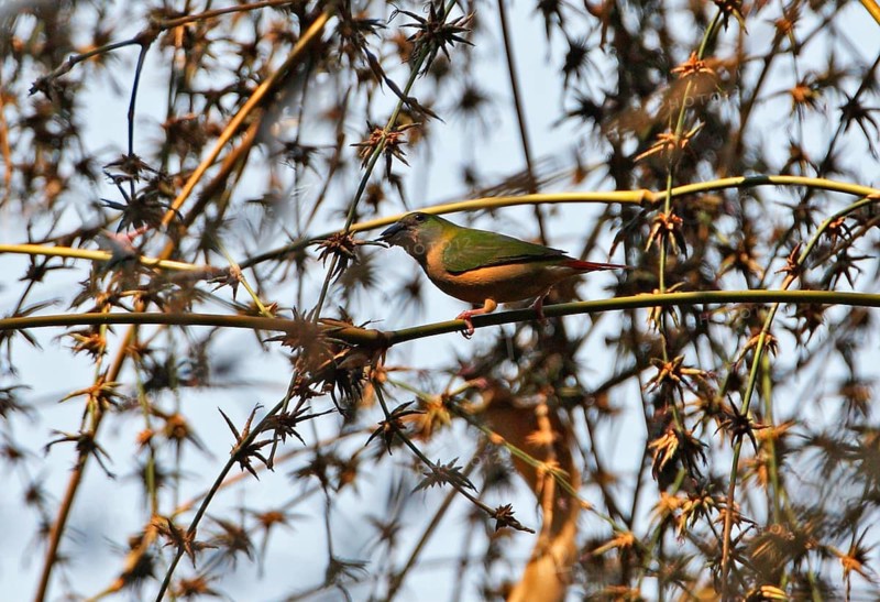 Pin-tailed parrotfinch
