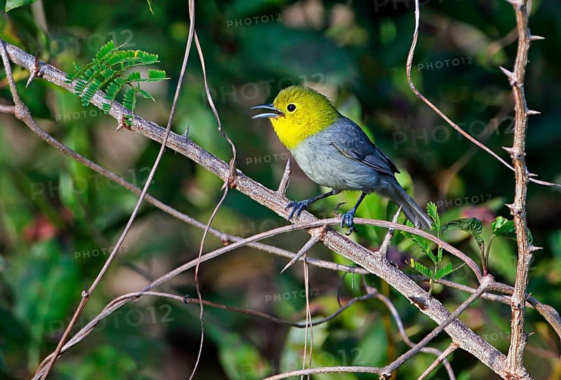 Yellow-headed warbler