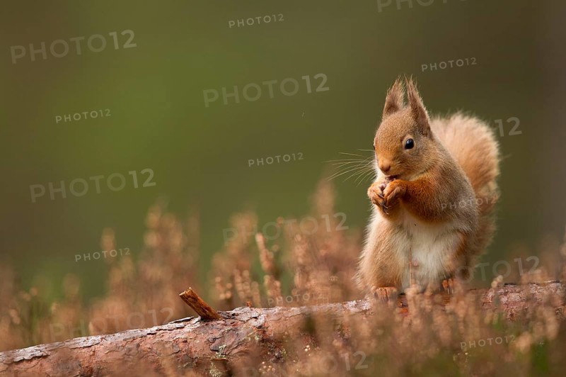Eurasian red squirrel