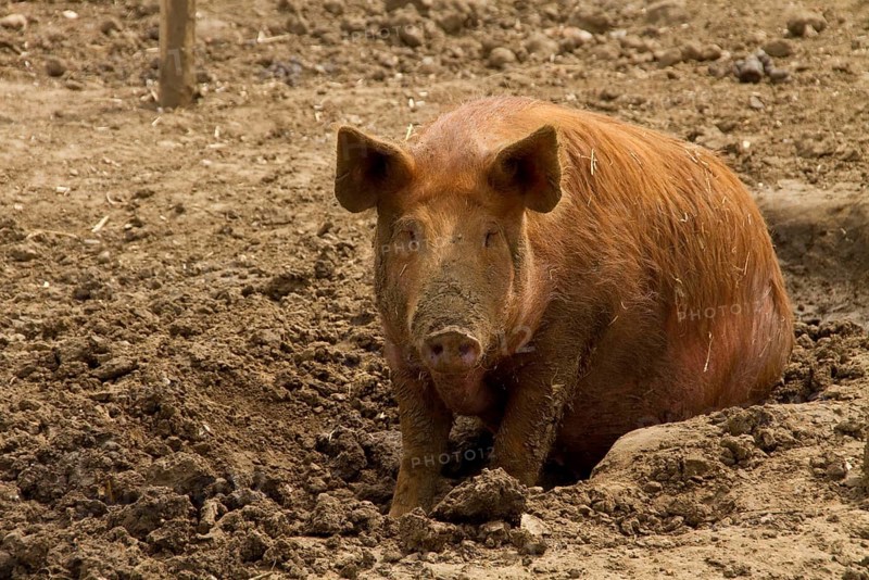 Tamworth Pig in the Mud