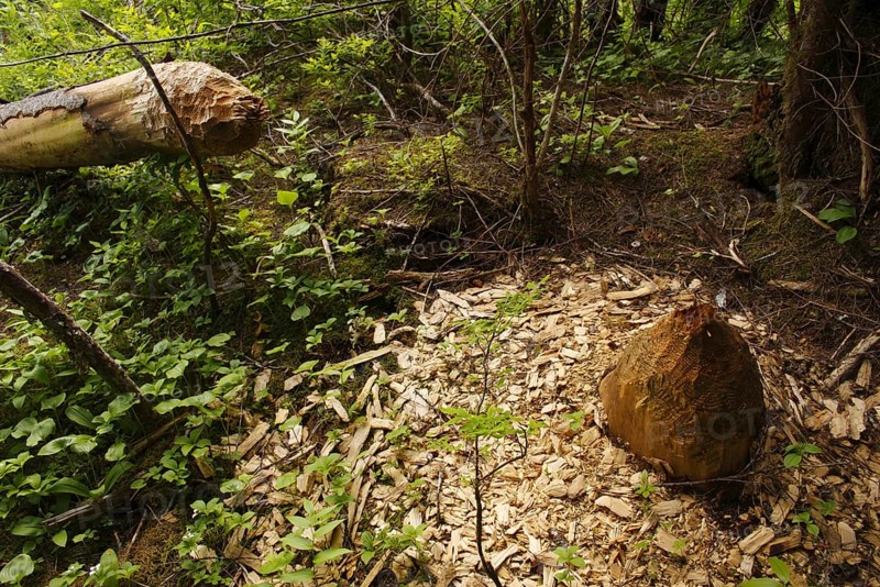 American Beaver