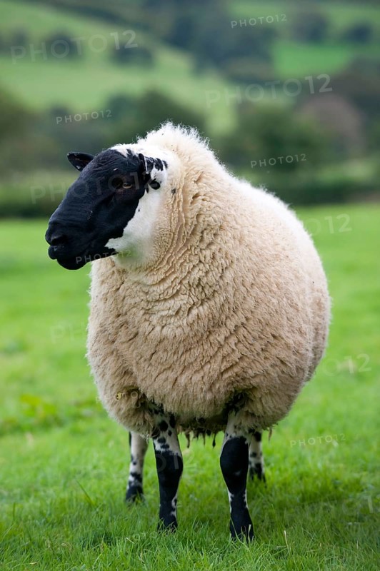 Domestic sheep
