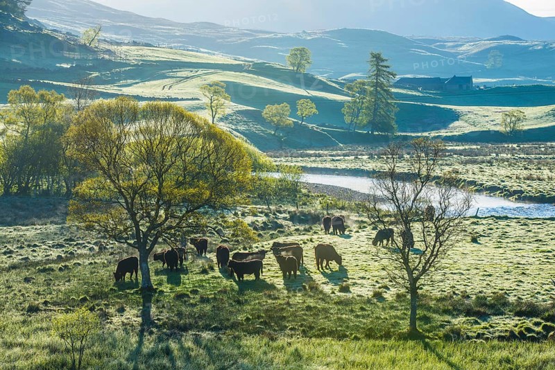 Domestic Cattle