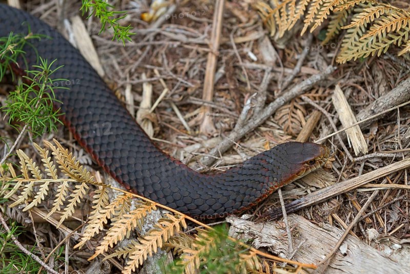 Hoplocephalus superbus