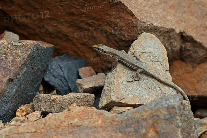 Pyrenean Rock Lizard