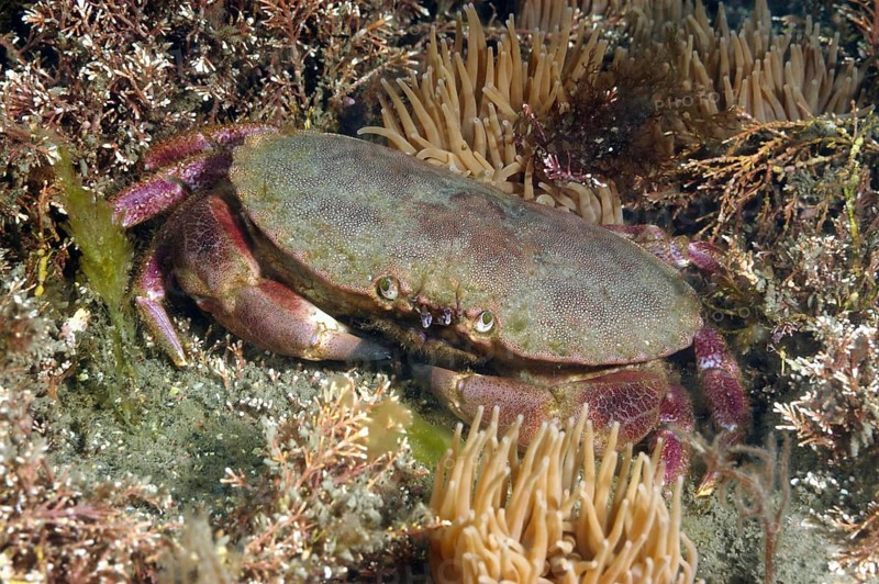 Edible crabs