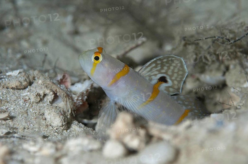 Randall's sentinel goby