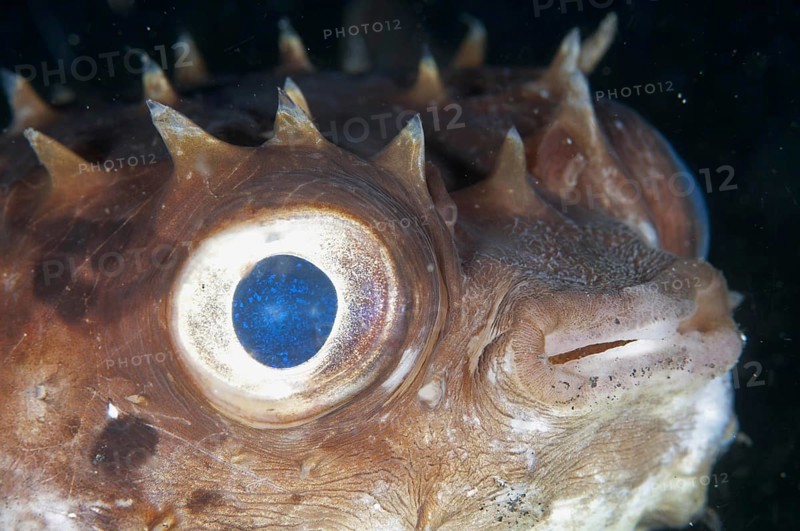 Orbicular Burrfish