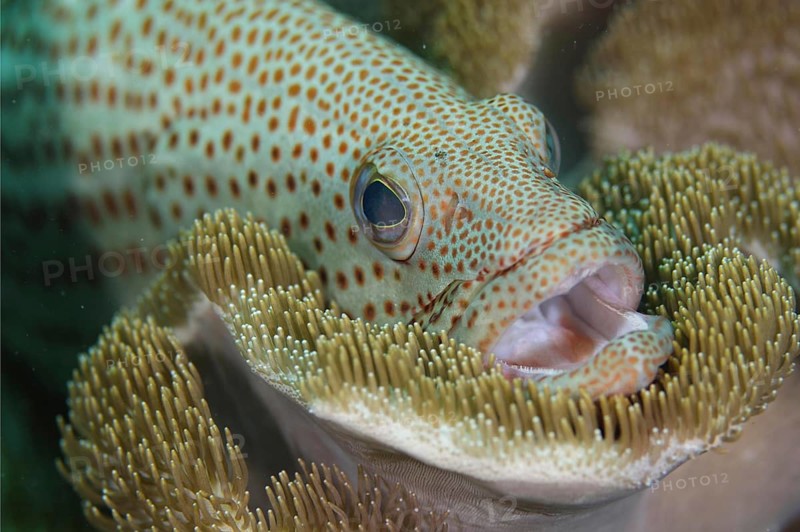 White-lined Grouper