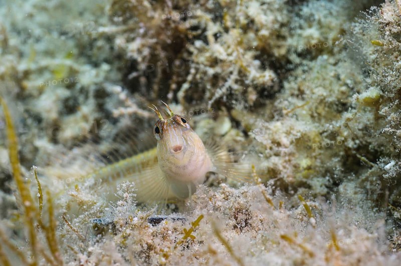 Longstripe Blenny