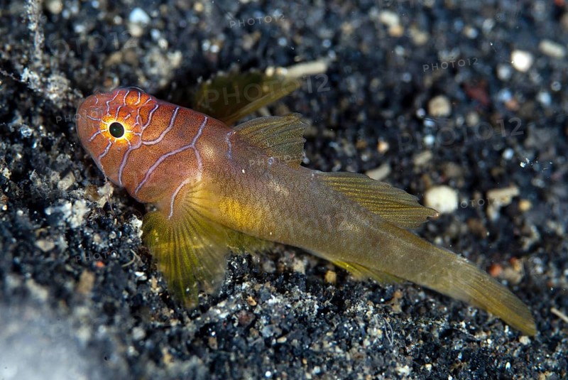 Ribbon Reefgoby