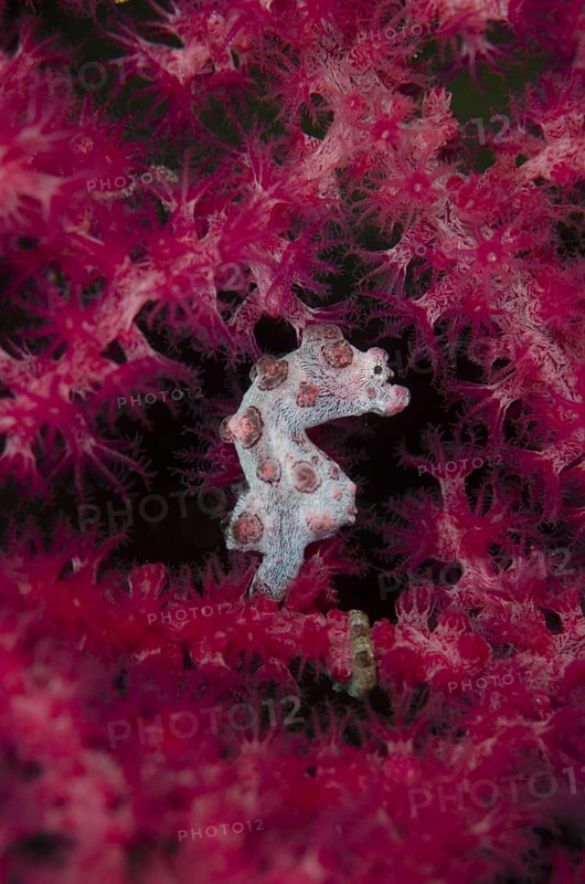 Bargibanti's Pygmy Seahorse