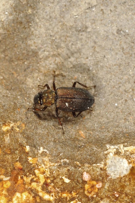 Water Beetle