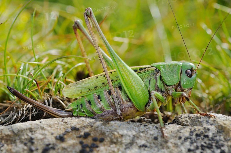 Wart-biter