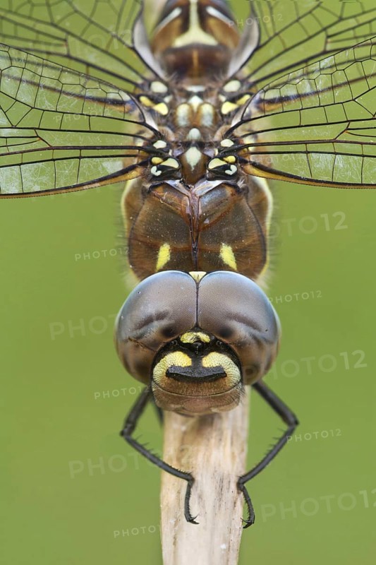 Migrant hawker