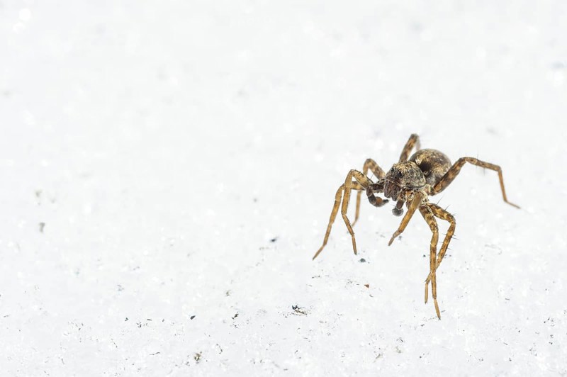 Wolfspider
