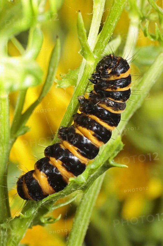 Cinnabar moth