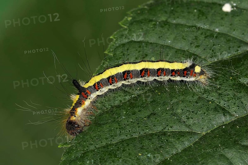 Caterpillar of the grey gray dagger