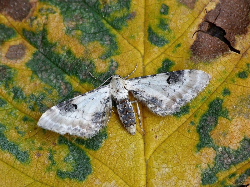 Lime-speck pug