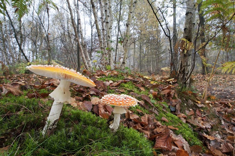 Fruiting body of fly agaric