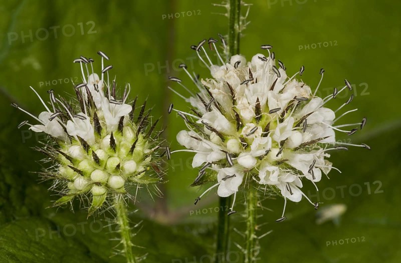 Small Teasel