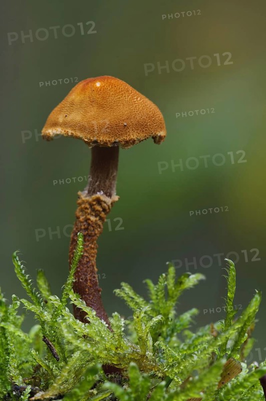 Earthy Powdercap