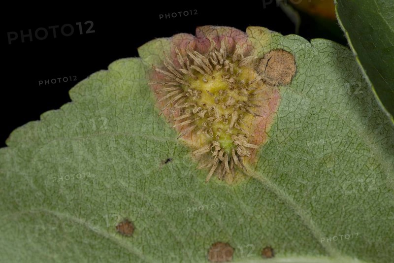 Cultivated Apple