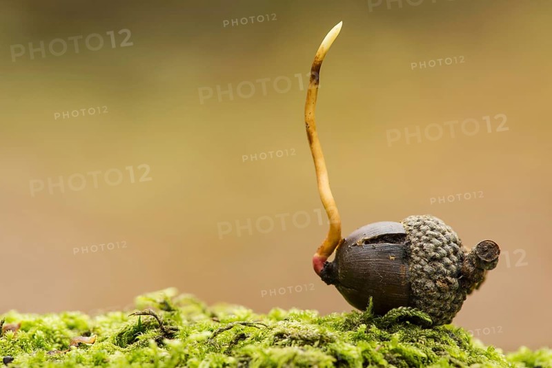 Gooseneck barnacle